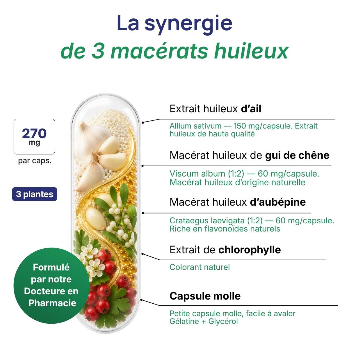 Schéma de la capsule Ail-gui-aubépine
 détaillant la synergie de 3 macérats huileux.