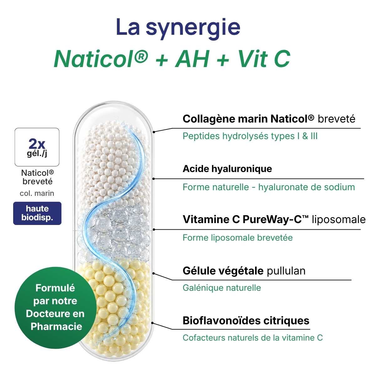 Schéma de la gélule Collavits détaillant la synergie entre Naticol®, AH et vitamine C