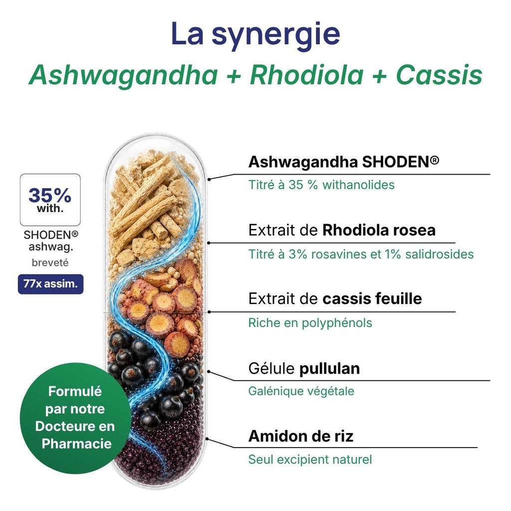 Schéma de la gélule Cortivits détaillant la synergie entre Ashwagandha breveté & Rhodiola & cassis
