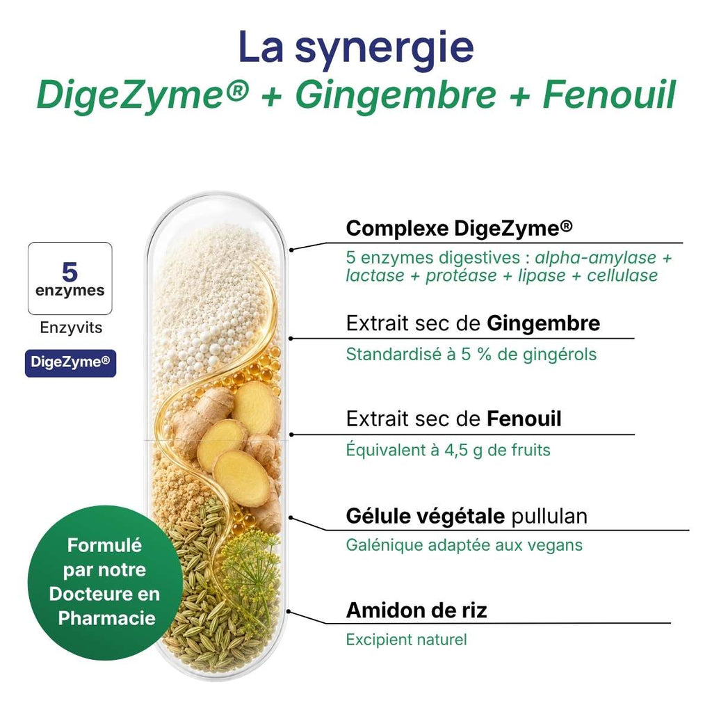Schéma de la gélule Enzyvits détaillant la synergie entre digezyme, gingembre et fenouil.