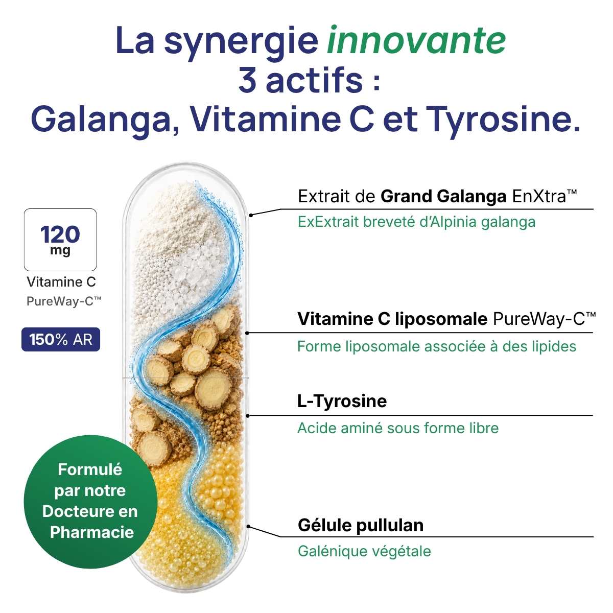 Schéma de la gélule Fortivits détaillant la synergie entre galaga, vitamine C et tyrosine.