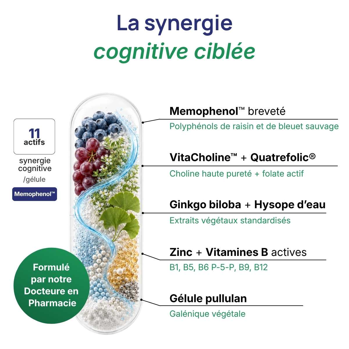 Schéma de la gélule Memoryvits détaillant la synergie cognitive ciblée (11 actifs). 