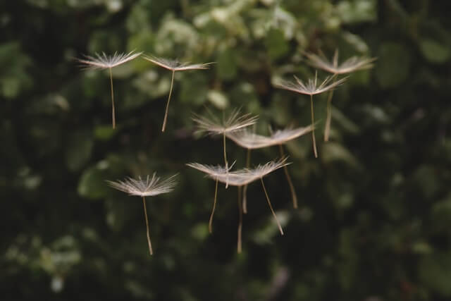 Pollen dans l’air au printemps