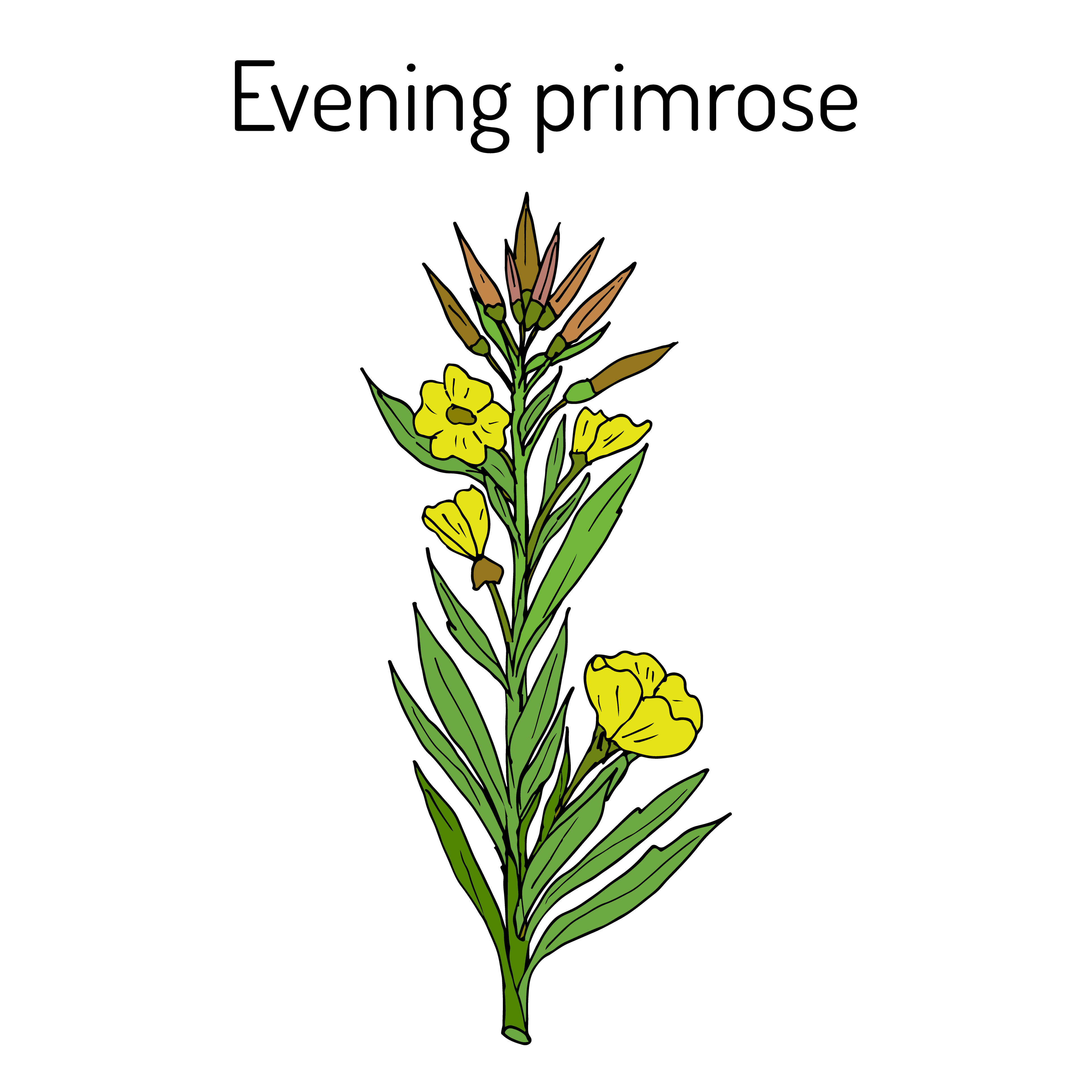 Primevère