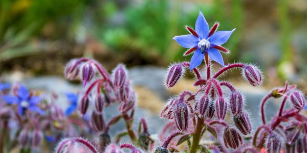 Borage oil: 5 properties that will surprise you