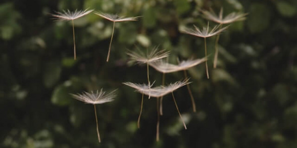 Allergies saisonnières : améliorer son microbiote pour mieux y résister
