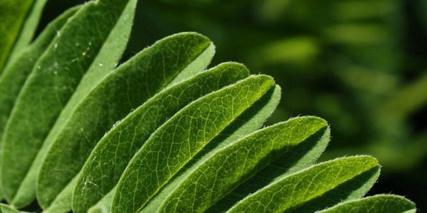 Astragale complément alimentaire : bienfaits et usages traditionnels